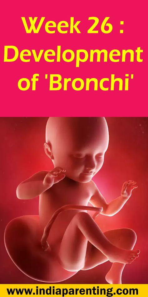 Week 26: Development of 'Bronchi' Last Week Of Pregnancy, 17 Weeks Pregnant, 15 Weeks Pregnant, 29 Weeks Pregnant, 24 Weeks Pregnant, 26 Weeks Pregnant, Fetal Movement, 28 Weeks Pregnant, 34 Weeks Pregnant