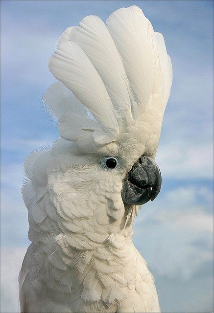 Cockatoo with his attractive raised Crest of Feathers! Umbrella Cockatoo, Best Pet Birds, White Cockatoo, Birds Photography Nature, Funny Parrots, Australian Wildlife, Colorful Parrots, Kinds Of Birds, Funny Birds