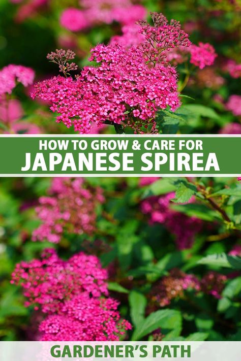 Searching for a beautiful, yet low maintenance flowering shrub for your ornamental garden? With eye-catching foliage, and flowers in vibrant colors that pop, Japanese spireas will not disappoint. Learn how to plant, grow, care for, and choose the best cultivar now on Gardener's Path. #spirea #gardening #gardenerspath Japanese Spirea, Spirea Bush, Spirea Shrub, Ornamental Garden, Low Maintenance Shrubs, Bush Garden, Vegetable Benefits, Lady's Mantle, Plant Guide