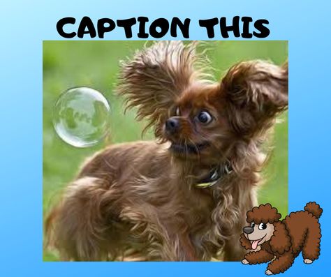 Caption This Photo Hilarious, Dog Puns Captions Instagram, Hump Day Memes Humor, Theme Days, Funny Photos, Teddy Bear, Dogs, Animals