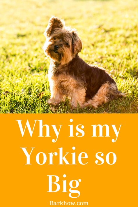 Yorkie Floppy Ears Haircut, Long Hair Yorkie, Floppy Ear Yorkie Haircuts, Male Yorkie Hairstyles, Short Yorkie Haircut, Yorkie Haircut Male, Yorkie Grooming Styles, Yorkie Haircut Teddy Bear, Yorkie Terrier Haircuts