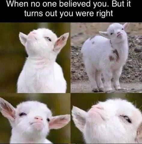 Fourteen 'Smug Goat' Memes Overflowing With Cuteness Goat Meme, Cool Memes, Vegan Memes, Morning Memes, Humor Videos, Facebook Humor, Memes Br, Fresh Memes, Davao