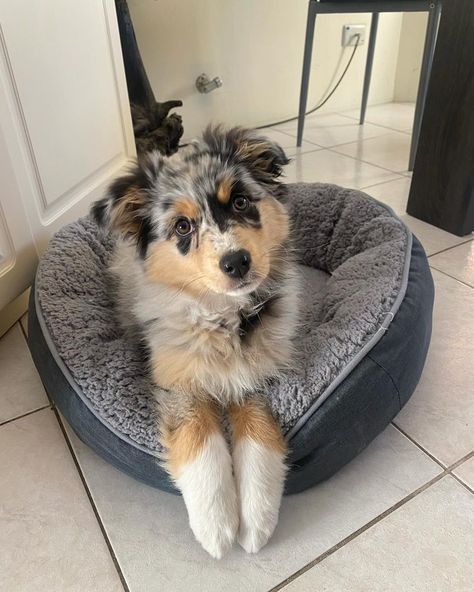 Mini Aussie Haircut Styles, Mini Aussie Full Grown, Mini Australian Shepherd Full Grown, Australian Shepherd Full Grown, Cute Big Dogs, Cute Doggos, Mini Aussie Puppy, Most Cutest Dog, Aussie Puppy