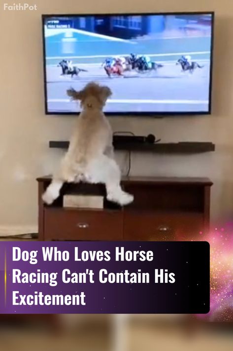 Watch this adorable doggo go wild over TV horse races! #dog #funny #horseracing Dogs Watching Tv, Dog Watching Tv, Horse Races, Positive Stories, Christian Stories, Tv Funny, Christian Music Videos, Horse Race, Dog Funny