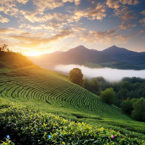 As I stepped off the bus in Munnar, I couldn't help but be struck by the breathtaking beauty of the rolling hills and lush green tea plantations. I had been dreaming of visiting this hill station in Kerala, India, for years, and finally, I was here. I had planned my trip with Shaan Snaps Photography, and my guide, Shaan, was waiting for me with a warm smile. He handed me a camera and said, "Let's capture the beauty of Munnar together!" We set off early the next morning to capture the sunrise ... Munnar Photography Kerala, Munnar Photography, Photo Angles, Kerala Photography, Snap Photography, I Was Here, Munnar, Kerala India, Breathtaking Beauty