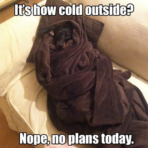 Winter Meme, Dachshund Funny, Funny Animal Photos, Funny Dog Memes, Animals Pictures, Funny Dachshund, Funny Dog Pictures, Funny Animal Memes, Cold Outside