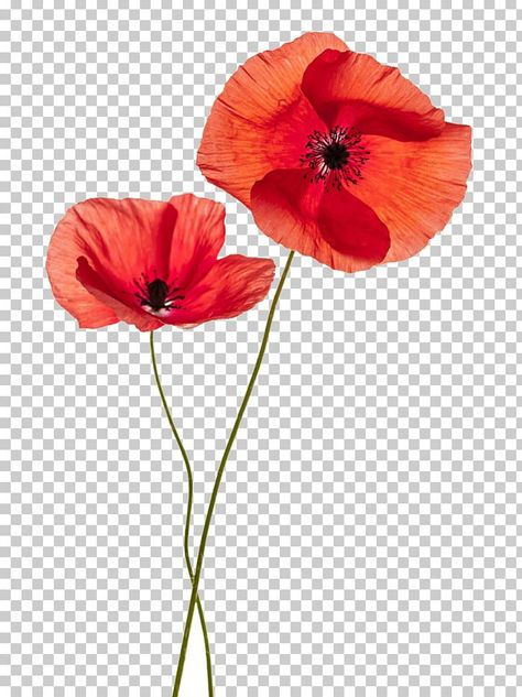 Remembrance Poppy, Remembrance Tattoos, Tattoo Photography, Flower Texture, Clipart Free, Woo Hoo, Flower Red, Photoshop Textures, California Poppy