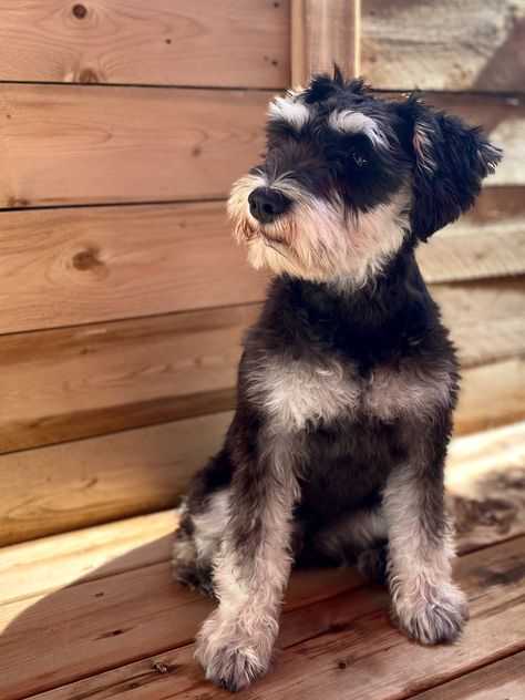 Black And Silver Schnauzer, Black And Silver Miniature Schnauzer, Schnauzer Black, Miniature Schnauzers, Giant Schnauzer, Cute Dog Photos, Schnauzer Puppy, Mini Schnauzer, Miniature Schnauzer