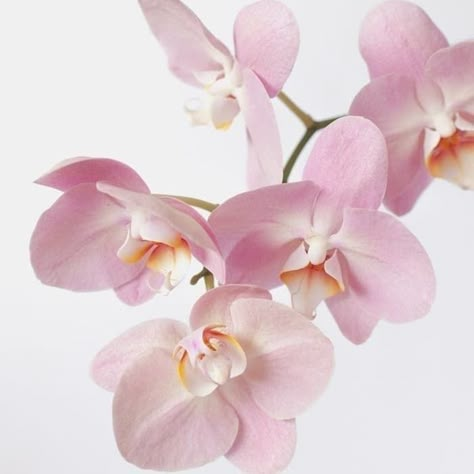 Pink Flower Widget, Aesthetic Orchids, Pink Flower Icon, Orchids Aesthetic, Light Pink Theme, Large Widget, Flower Widget, Fairycore Wallpaper, Pink Flowers Aesthetic