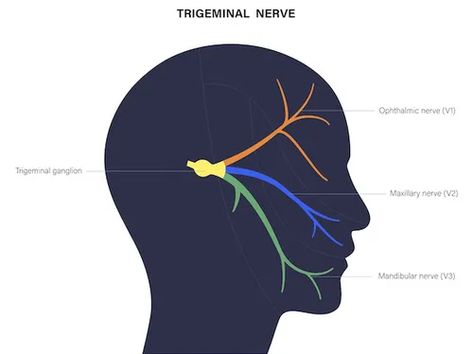 Maxillary Nerve, Eye Nerves, Trigeminal Nerve, Brain Nerves, Facial Nerve, Dry Mouth, Nerve Damage, Nerve Pain, Medical Center