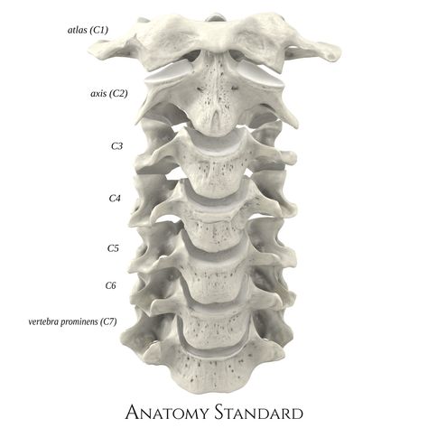 3d renders of cervical vertebra Neck Vertebrae, Spine Drawing, Human Skeleton Anatomy, Neck Bone, Thoracic Vertebrae, Neck Drawing, Anatomy Bones, Skeleton Anatomy, Anatomy Practice