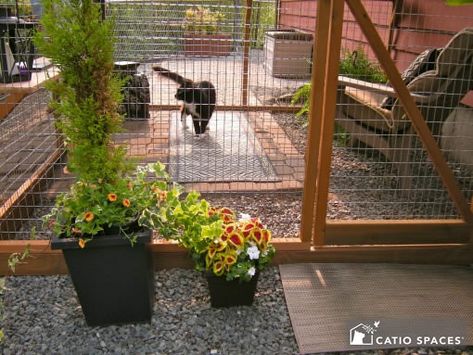 Things to Consider When Building a Catio - Catio Spaces Catio Plans, Diy Cat Enclosure, Outdoor Pet Enclosure, Cat Playground Outdoor, Cat Fence, Cat Patio, Outdoor Cat Enclosure, Pet Enclosure, Cat Sanctuary