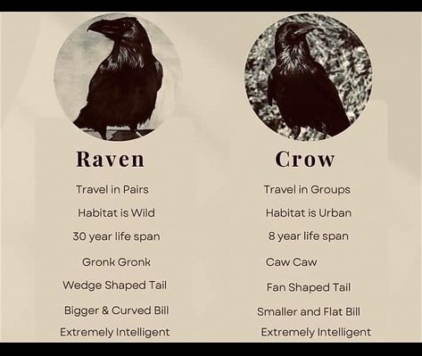 Crow And Raven Difference, Crow Vs Raven Symbolism, Crow Offerings, How To Befriend Crows, How To Attract Crows, Crow Mythology, Raven Therian, The Raven Aesthetic, Befriending Crows