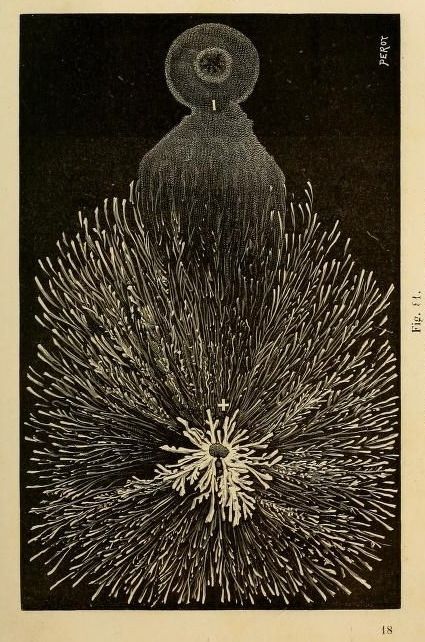 Fig. 81. Lichtenberg figure. Recherches sur l'électricité. 1883. Paper Bear, Lichtenberg Figures, Scientific Illustration, Mystical Art, Bear Art, Science Art, Traditional Art, Internet Archive, Printmaking