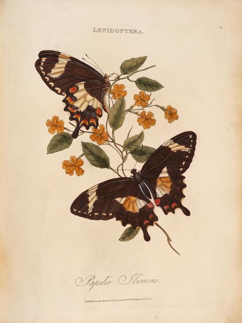 Butterflies Illustration Vintage, Moth Poster Aesthetic, Yellow Aesthetic Poster Prints, Vintage Nature Drawings, Botanical Illustration Butterfly, Art Nouveau Butterfly Illustration, Insect Drawing Aesthetic, Vintage Butterfly Drawing, Vintage Butterfly Painting