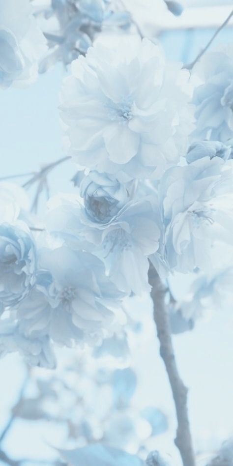 Light Blue Wallpaper, 3 Wallpaper, Pretty Wallpaper Ipad, Light Blue Aesthetic, Iphone Wallpaper Kawaii, 4 Wallpaper, Color Vibe, Light Blue Flowers, Iphone Wallpaper Themes