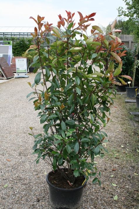 Photinia Fraseri Red Robin, Photinia Red Robin, Red Robin, Garden Flowers, Hedges, Garden Wall, Flower Beds, Magnolia, Flower Garden