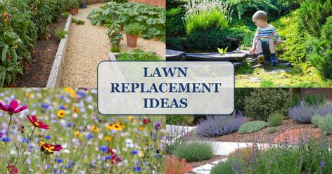 Blog - Lawn Chick Lawn Replacement Ideas, Lawn Grass Types, Lawn Maintenance Schedule, Lawn Replacement, Different Types Of Grass, Replace Lawn, Grass Alternative, Fall Lawn, Grass Species