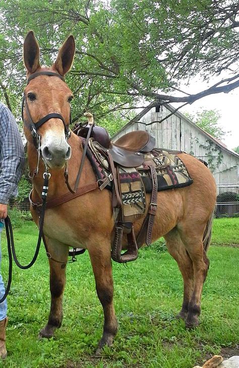 Riding mule Mule Animal, Draft Mule, Mules Animal, Zebra Crossing, All About Horses, All The Pretty Horses, Horse Crazy, Draft Horses, Donkeys