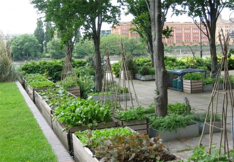 Italian winter greens. Plants Identification, Winter Vegetables Gardening, Winter Greens, Garden Vines, Potager Garden, Tower Garden, Winter Vegetables, Winter Plants, Edible Landscaping