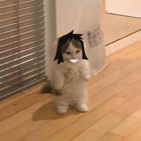 Mha Characters As Cats, Mha Cats, Hanta Sero, Sero Hanta, Cat Standing, Harry Styles Memes, Anime Kitten, Cat Pfp, Bleach Anime Art