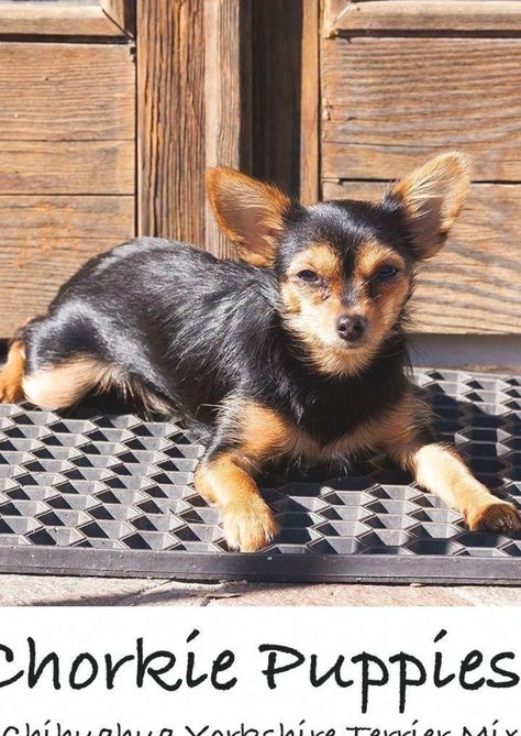 Chorkies Puppies, Yorkie Chihuahua Mix, Fluffy Husky, Happy Puppies, Terrier Mix Breeds, Chihuahua Terrier Mix, Mixed Breed Puppies, Yorkshire Terrier Haircut, Chihuahua Terrier