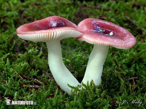 Purple Swamp Brittlegill (Russula nitida) Edible Fungi, Plant Sketches, Mushroom Pictures, Mushroom Fungi, Wild Mushrooms, Mushroom Art, Walk In The Woods, Fairy Houses, Nature Images