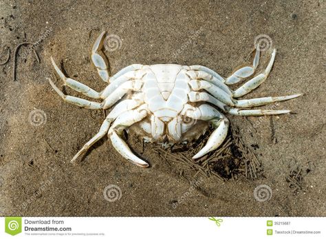 Crab Skeleton, Giant Crab, Crab Shells, Illustration Ideas, Anatomy Drawing, Fish Painting, Drawing Tips, Upside Down, Crab