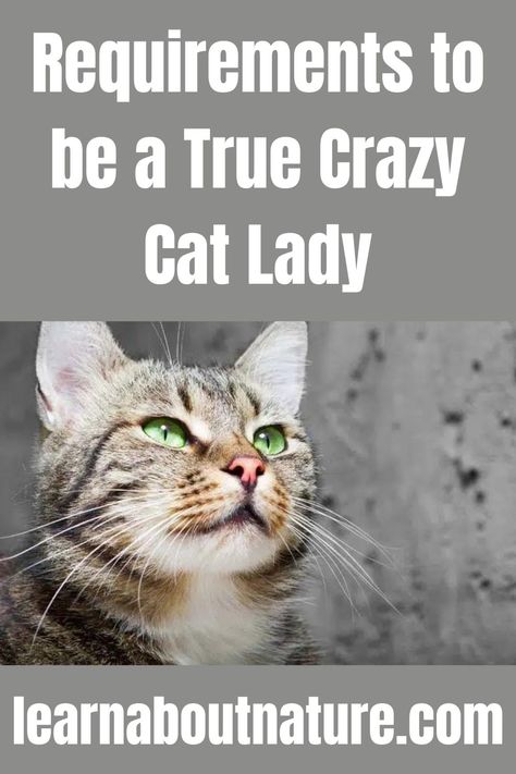 Requirements to be a True Crazy Cat Lady Crazy Cat Lady Humor, Cat Lady Aesthetic, Crazy Cat Lady Quotes, Crazy Cat Lady Starter Kit, Nature Website, Cat Spirit Animal, Cat Lady Humor, Ladies Video, Crazy Cat People