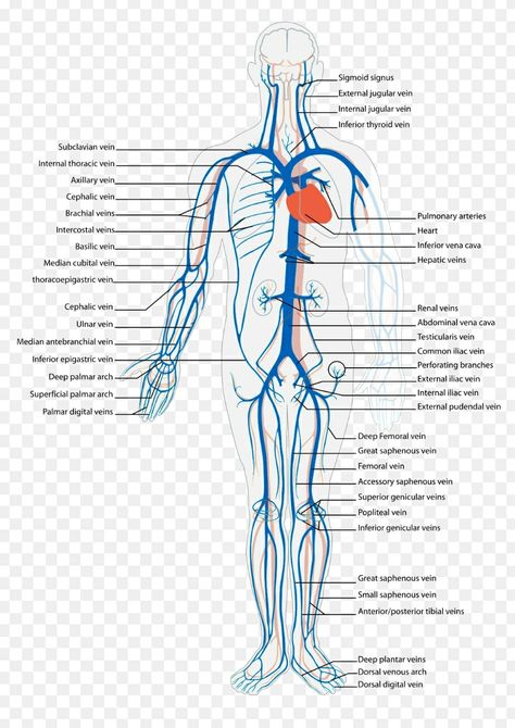 Circulatory System Anatomy, Heart Transparent Background, Venous System, Heart Transparent, Basic Anatomy And Physiology, Diagnostic Imaging, Medical School Essentials, Healing Frequencies, Circulatory System