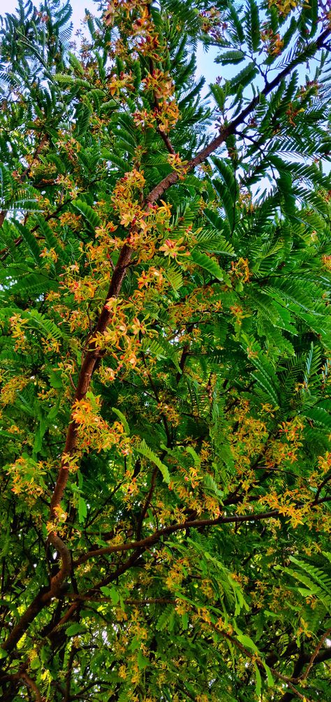 Blooming Flowers of the Tamarind Tree Tamarind Tree, Beautiful Nature Pictures, Blooming Flowers, Nature Pictures, Pretty Flowers, Beautiful Nature, Plants, Flowers, Quick Saves