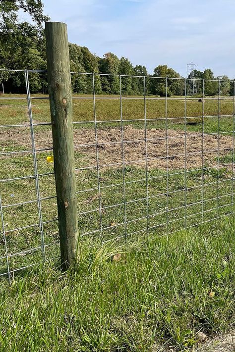 Cattle panels are rigid wire fence panels. Easy to install and functional. Perfect for creating feedlots and temporary fence enclosures. Cattle Panel Fencing, Cow Fencing Ideas, Cattle Panel Fence Diy, Cow Fencing, Cattle Fence Ideas, Cattle Fencing, Cattle Panel Fence, Free Standing Fence, Wire Fence Panels