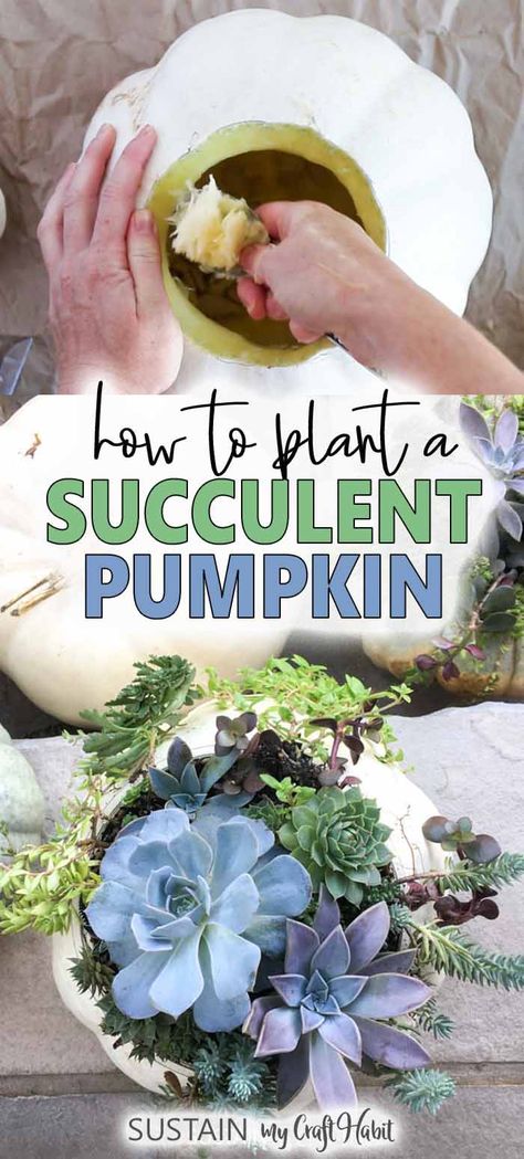 Fall Succulent Arrangements, Succulent Pumpkins Diy, Succulents In Pumpkins Diy, How To Make Succulent Pumpkins, Pumpkin With Succulents Diy, Diy Succulent Pumpkin, How To Make A Succulent Pumpkin, Pumpkin Succulents Diy, Succulents In A Pumpkin