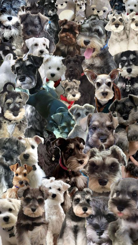 Adorable Schnauzers cute collage background schnauzer puppy wallpaper Cute Collage, Puppy Wallpaper, Schnauzer Puppy, Collage Background, Dog Love, Puppies, Collage, Dogs