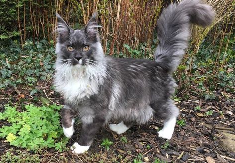 Warrior Cat Oc, Fluffy Cows, Cat Oc, Gorgeous Cats, Cat Pose, Haiwan Peliharaan, Warrior Cat, Fluffy Animals, Fluffy Cat