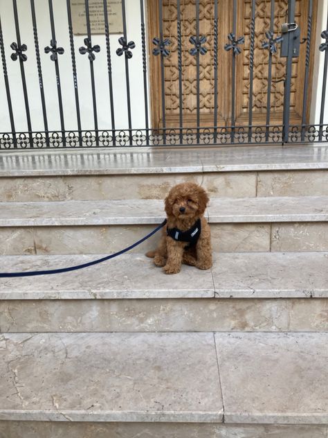 Blonde Toy Poodle, Toy Poodle Aesthetic, Maltipoo Full Grown, Toy Poodle Puppy Cut, Poodle Aesthetic, Cavalier King Spaniel, Toy Poodle Puppy, Mini Goldendoodle Puppies, Puppy Mom