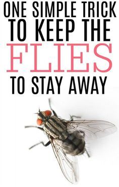 Flies Repellent Outdoor, Fly Repellant Diy, Flies Trap Diy, Homemade Fly Spray, Homemade Fly Traps, Natural Fly Repellant, Fruit Fly Trap Diy, Diy Fly Trap, Get Rid Of Flies