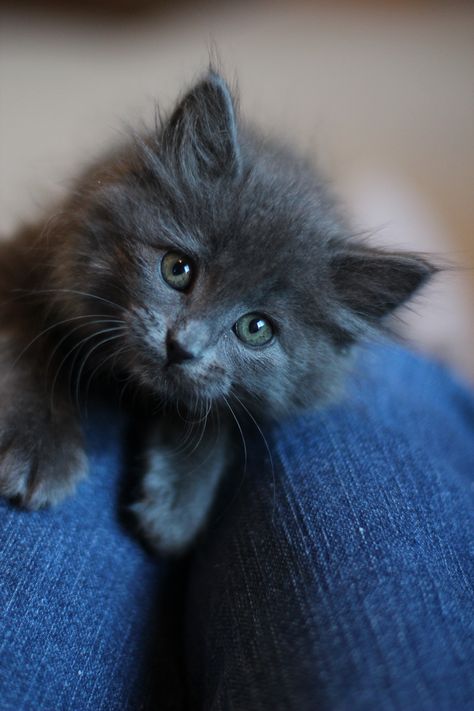 Flyaway Hair, Grey Kitten, Sweet Kitty, Funny Animal Photos, Grey Cat, Sweetie Pie, Baby Kittens, Kitty Kitty, Russian Blue