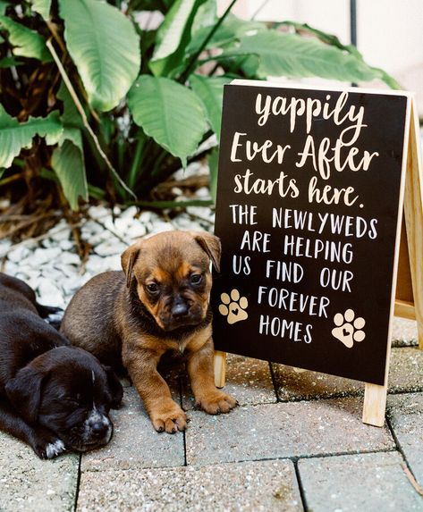 Animal Lover Wedding, Puppy Wedding, St Pete Wedding, Bee Wedding, Wedding Pets, Future Wedding Plans, Contemporary Wedding, Puppy Adoption, Dog Wedding