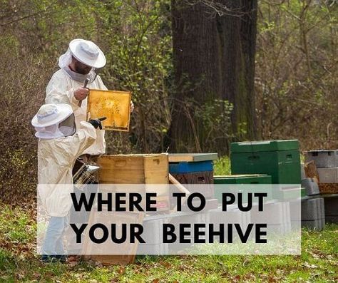 Beehive Garden Backyard Beekeeping, Bee Keeping Equipment, Bee Keeping For Beginners Backyards, Beehive Placement, Bee Keeping For Beginners, Bee Venom Therapy, Backyard Beehive, Feeding Bees, Keeping Bees