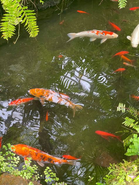 Koi fish, koi, pond, aesthetic, cottagecore Koi Pond Aesthetic, Koi Fish Aesthetic, Pond Aesthetic, Fish Aesthetic, Koi Betta, Koi Fish Pond, Aesthetic Cottagecore, Fish Pond, Koi Pond