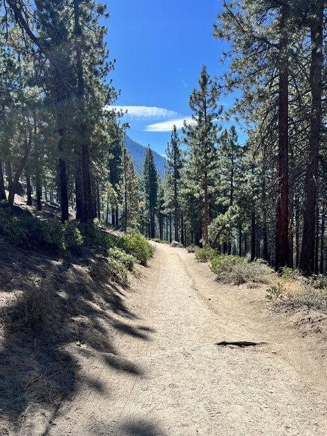 The towering green trees look incredible when backed by a clear blue sky. Incline Village, Clear Blue Sky, Hiking Trail, Best Hikes, Beautiful Lakes, Green Trees, Lake Tahoe, Great View, Hiking Trails