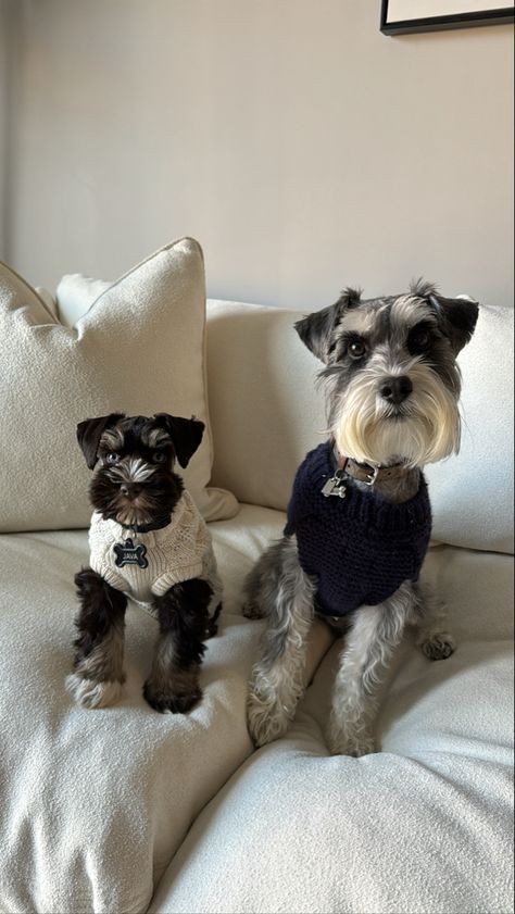 Aesthetic Pets, Mini Schnauzer Puppies, Schnauzer Puppies, Miniature Schnauzer Puppies, Schnauzer Puppy, Happy Tails, Schnauzer Dogs, Mini Dogs, Cute Little Puppies