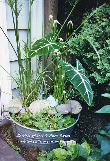 so want to do this! a galvanized tub creates a mini water garden!  There is also something called mosquito fish or mosquito dunk that kills larvae, the dunk is available at Home Depot Container Water Gardens, Indoor Water Garden, Galvanized Tub, Diy Pond, Water Features In The Garden, Water Plants, Clipboard, Water Garden, Dream Garden