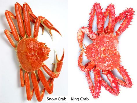 All of your crucial Snow Crab and King Crab questions, answered. Here we explain the differences in size, habitat, season, taste, and price. Maryland Crab Soup, Red King Crab, Crab Soup Recipes, Crab Species, Snow Crab Legs, Alaskan King Crab, Snow Crab, Creamy Crab, King Crab Legs