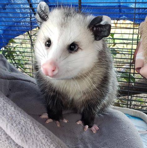 Cute Opposums, Opposum Funny, Baby Opossum, Baby Possum, Awesome Possum, Cute Rats, Trash Panda, Pretty Animals, Silly Animals