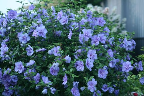 Dog Friendly Plants, Proven Winners Perennials, Proven Winners Plants, Rose Fertilizer, Beds Diy, Dog Days Of Summer, Lilac Roses, Rose Of Sharon, Climbing Vines