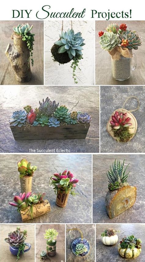 Selling Succulents At Markets, Succulent Workshop Ideas, Succulent Crafts Diy, Diy Succulent Gift Ideas, Succulent Centerpiece Ideas, Succulent Decor Ideas, Succulents Crafts, Succulent Container Ideas, Succulent Diy Ideas