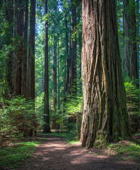 Climate change poses a new challenge to coast redwoods and giant sequoia – and we’re learning more about how these trees are responding. Sequoia Forest, Dawn Redwood, Coastal Fog, Coast Redwood, Giant Sequoia, Forest Conservation, Sequoia Tree, The Redwoods, Redwood Tree