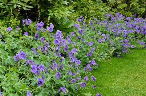 Geranium x Magnificum,Geranium Magnificum, Purple Cranesbill, Showy Cranesbill, Hardy Geranium, Blue Geranium, Purple Geranium Geranium Magnificum, Purple Ground Cover, Blue Geranium, Geranium Rozanne, Cranesbill Geranium, Hardy Geranium, Sun Perennials, Red Geraniums, Plant Problems